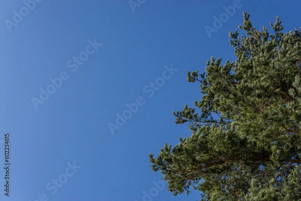 Obraz tree in the sky