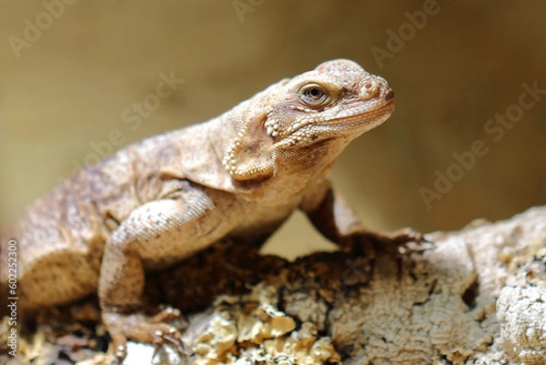 Fototapeta Chuckwalla / Common chuckwalla / Sauromalus ater
