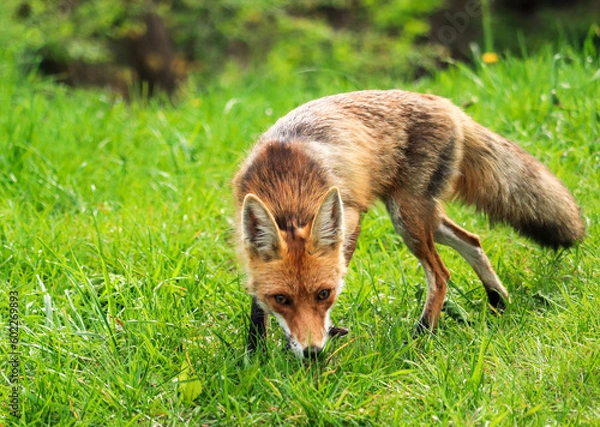 Obraz red fox vulpes