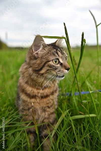 Fototapeta cat on a walk