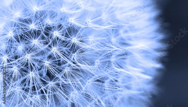 Obraz The Dandelion background.