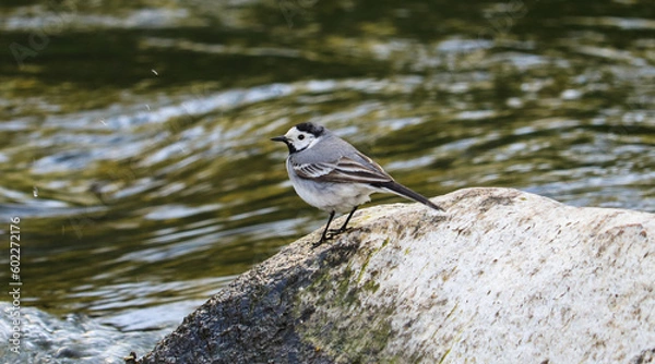 Obraz great crested grebe