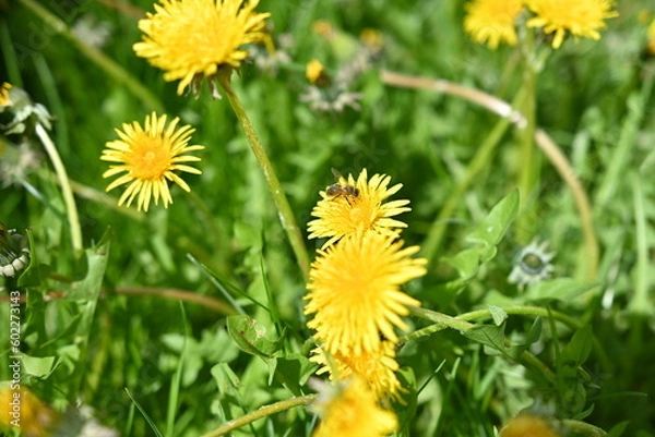 Fototapeta a bee on a dandelion