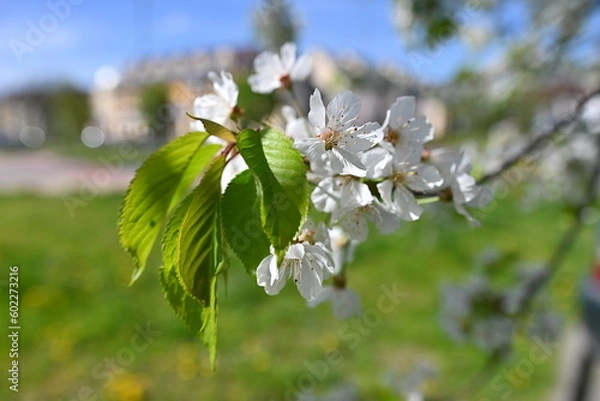 Fototapeta cherry blossoms