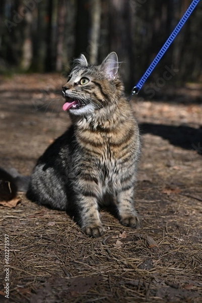Fototapeta cat on a leash