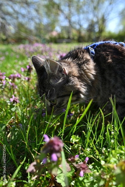 Fototapeta cat in the garden