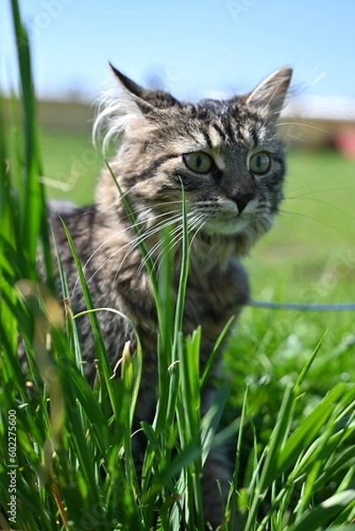 Fototapeta cat in grass