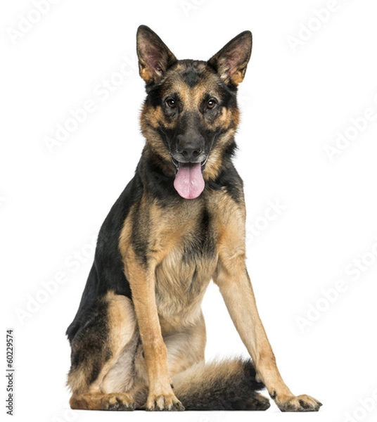 Fototapeta German Shepherd dog sitting, panting, looking at the camera