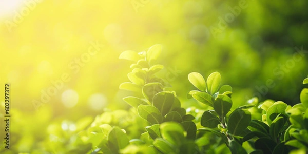 Fototapeta Fresh green leaf with sunlight on blurred greenery background. Natural green leaves bokeh.