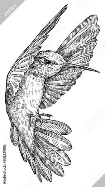 Fototapeta Vintage engraving isolated hummingbird set illustration ink humming sketch. Bird background colibri tropical silhouette art. Black and white hand drawn vector image