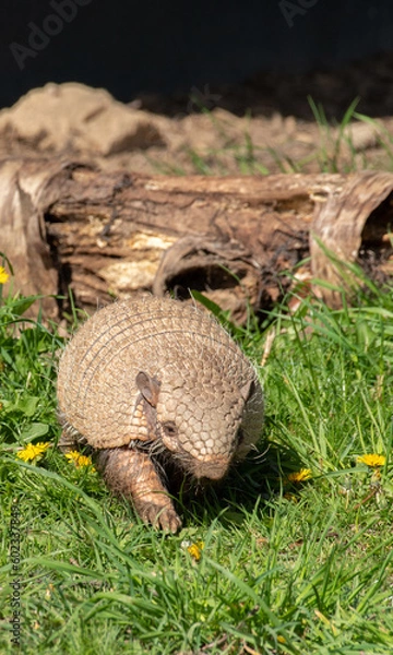 Obraz Banded Armadillo