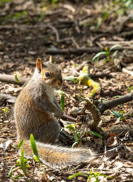 Obraz squirrel in the park
