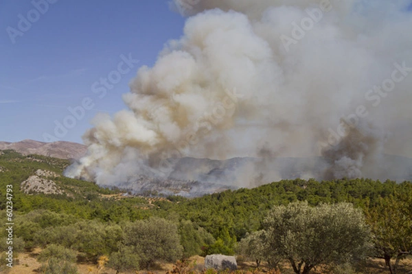 Fototapeta a forest fire