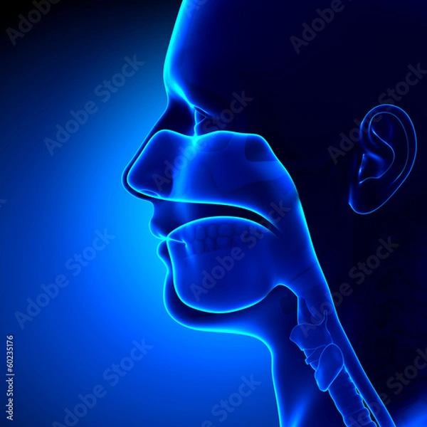 Obraz Sinuses - Clear - Head Anatomy