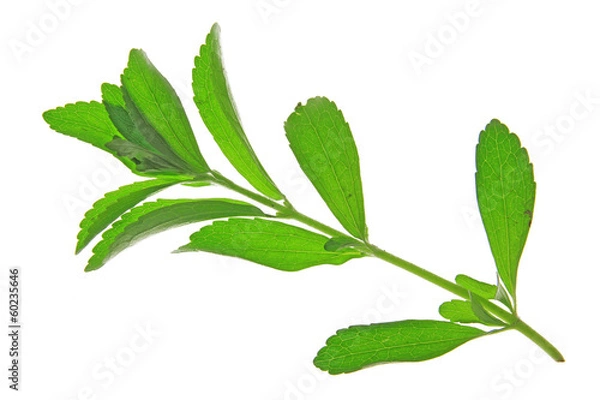 Obraz Stevia rebaudiana