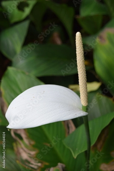 Fototapeta Calla lily with green leaves in the background