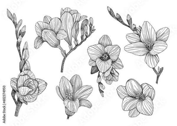 Fototapeta Freesia. Collection of floral elements. Hand-drawn. Graphics. Engraving	