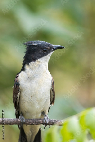 Fototapeta Portrait of Bird Jacobin Cuckoo From Chennai India