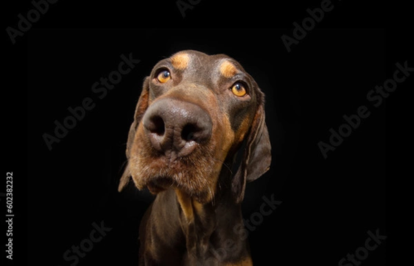 Fototapeta Portrait close-up serious and attentive vizsla puppy dog. Isolated on black dark background