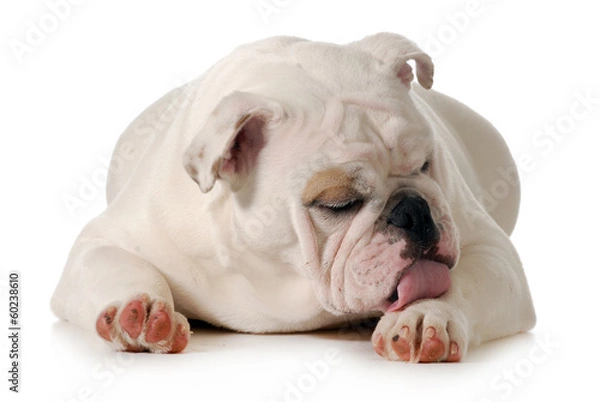 Obraz dog licking paw