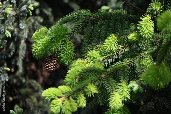 Fototapeta Garden colors