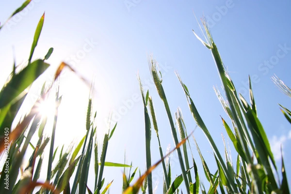 Fototapeta low angle view of fresh grass against blue sky. freedom and renewal concept