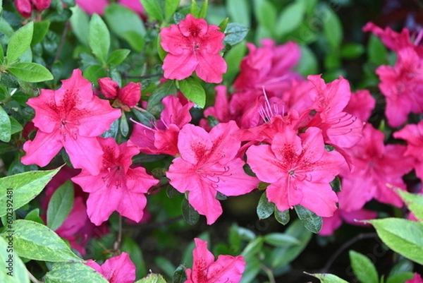 Obraz Garden colors