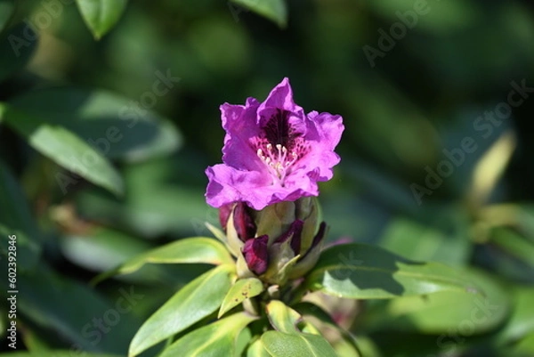 Obraz Garden colors