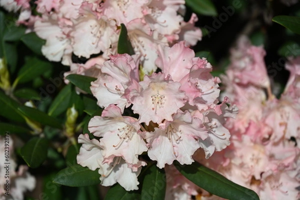 Fototapeta Garden colors