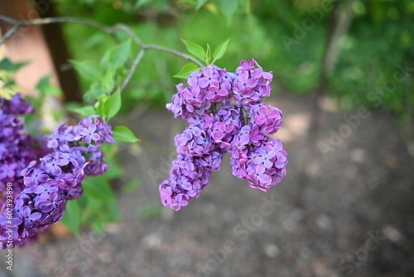 Obraz Garden colors