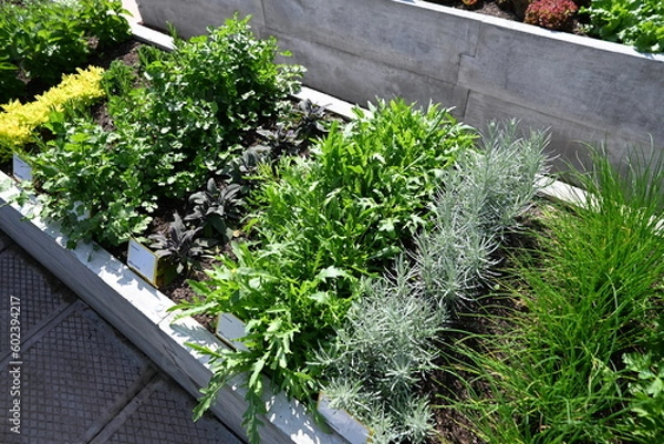 Obraz Garden colors