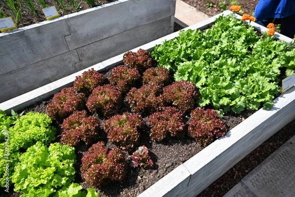 Obraz Garden colors