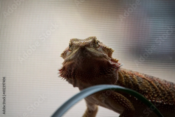 Fototapeta close up of a lizard