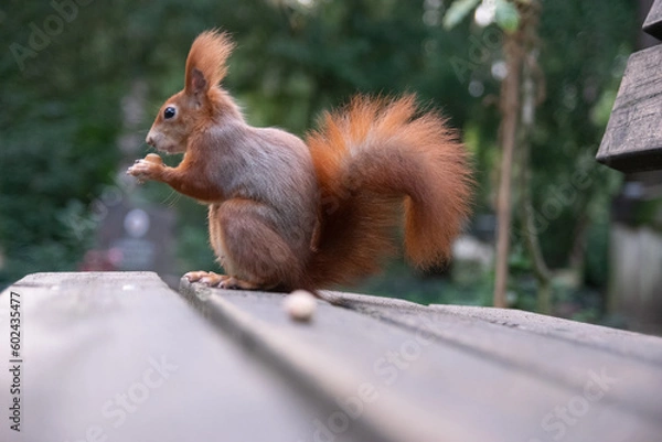 Fototapeta Eichhörnchen