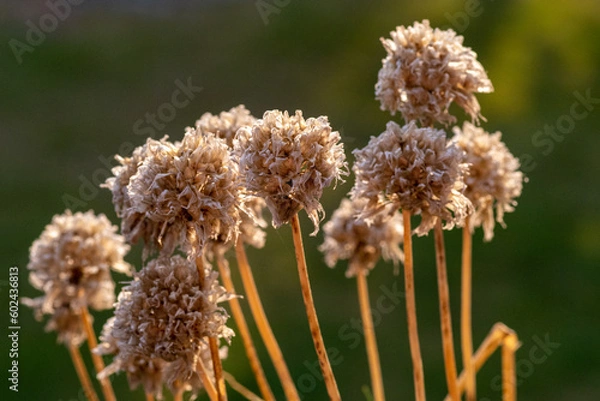 Obraz Vissen Gräslök