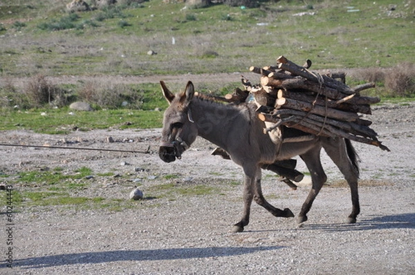 Obraz asino con legna