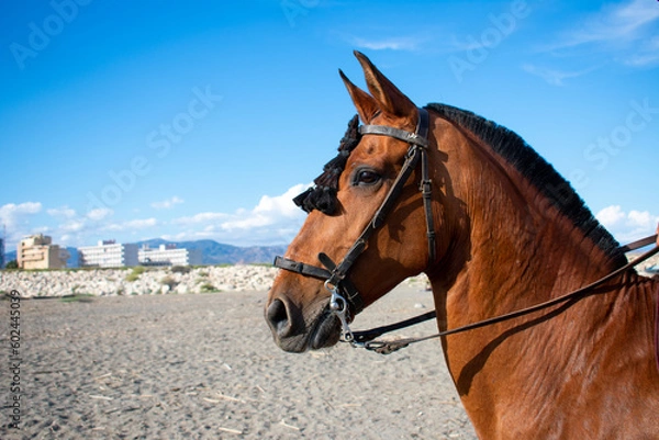 Fototapeta Portrait of a brown horse. Portrait of a Spanish horse on the beach. Horse on the Spanish coast. Side portrait of a mare. 