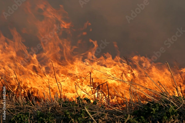 Fototapeta ogień trawy