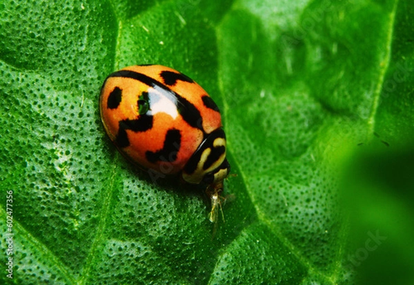 Obraz ladybug perched on green leaf.Macro photo.animal photography.