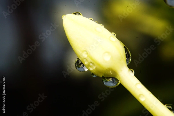 Obraz Drops of water on the white flowers that have not yet bloomed.Macro photo.Nature spring photography.