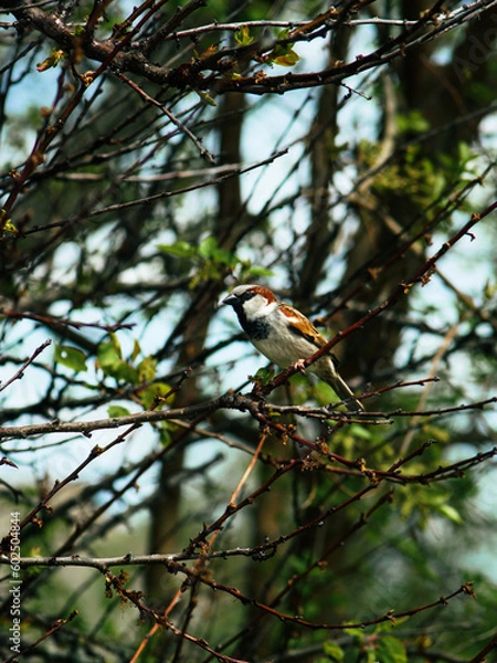 Obraz a sparrow on a branch, a sparrow among green leaves, a bird on a tree.