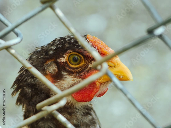 Obraz close up of a hen, portrait of a chicken, chicken in a cage on a farm, chicken farm, chicken eye