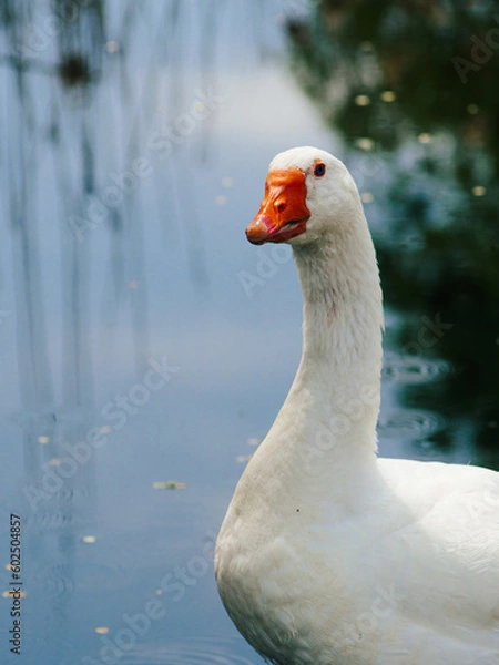 Obraz white goose by the water, goose close up, geese on the farm, raising geese, great big goose. Incredible photo of a goose. portrait of a goose on the beach