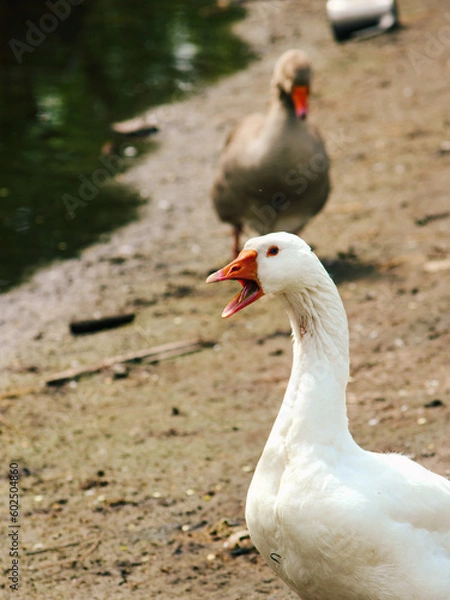 Obraz Goose with open beak, goose screaming, white goose near water, goose in lake close-up, great big goose. Incredible photo of a goose. Open beak of a bird.