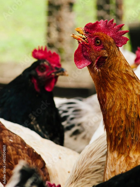 Fototapeta hen with an open beak, screaming chicken, chicken with food in its beak, orange hen. Bird farm. Breeding chickens.