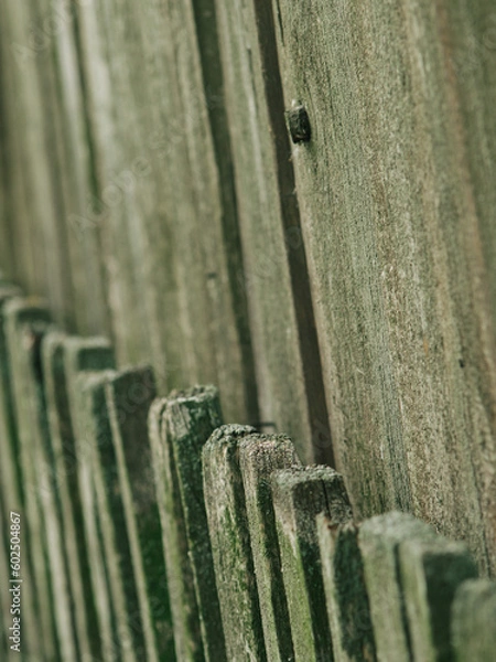 Obraz old wooden fence, old boards on the fence, texture of old wood. Old fence.