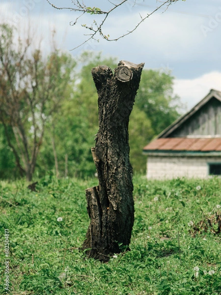 Obraz sawn tree, trunk of a sawn tree. Stump A felled tree among the grass.