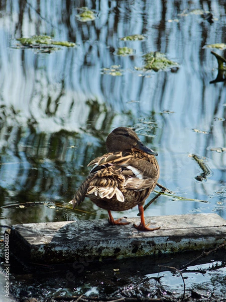 Obraz duck in the pond, duck on the water, wild duck near water, duck on natural natural background.