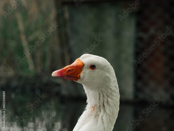 Obraz white goose by the water, goose close up, geese on the farm, raising geese, great big goose. Incredible photo of a goose. portrait of a goose on the beach