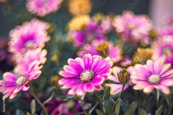 Fototapeta flowers pattern style 